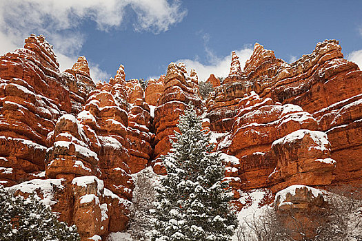 仰视,雪,石头,红色,峡谷,州立公园,犹他,美国