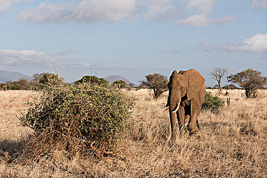 非洲象,雄性,东察沃国家公园,肯尼亚,非洲