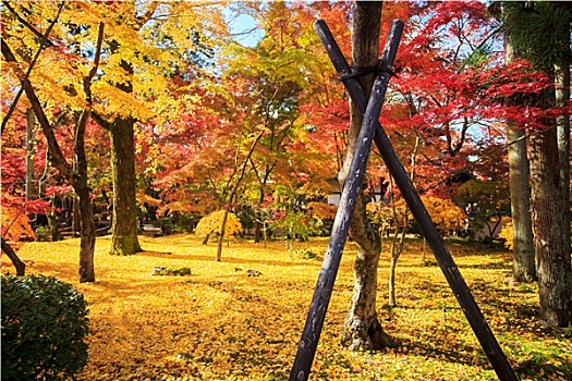 秋天,漂亮,彩色,日本