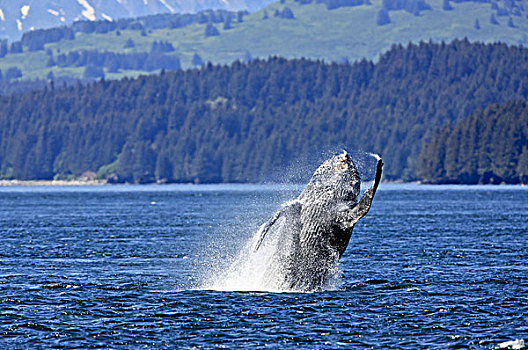 北美,美国,阿拉斯加,冰岛,跳跃,驼背鲸,大翅鲸属,鲸鱼