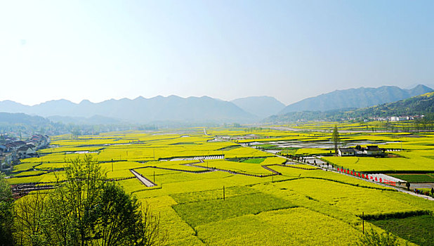 陕西汉中油菜花田