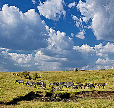 全景,斑马,马塞马拉野生动物保护区,肯尼亚