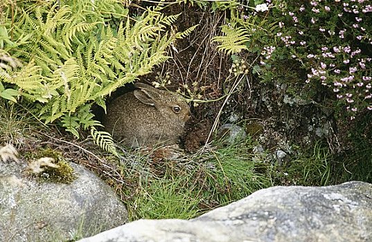 兔子,隐藏,石头,草