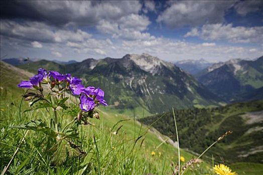 老鹳草属,天竺葵,山,山谷,阿尔卑斯山,背景,奥地利,欧洲