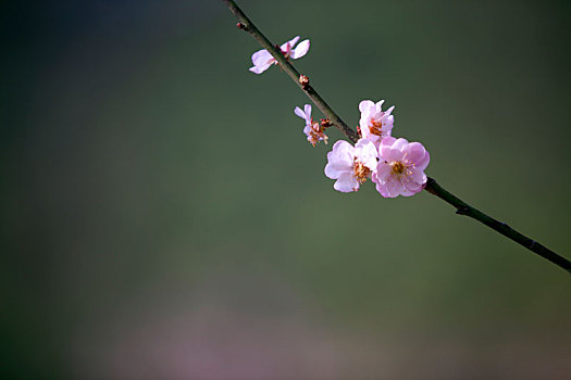 梅花特写