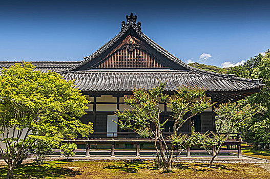庙宇,宫殿,花园,巨大,老,樟树,树,京都,日本