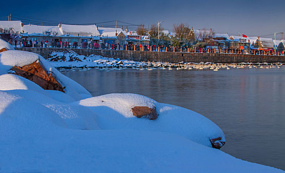 山东威海俚岛镇烟墩角拍摄的冬天雪地天鹅湖风景