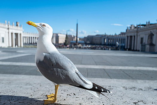 梵蒂冈,白鸽,海鸥