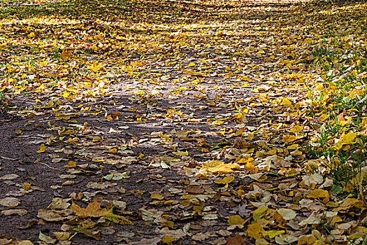 小路,公园,秋天,叶子