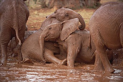 非洲象,浴室,东察沃国家公园,肯尼亚