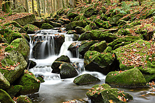 风景,河,流动,树林,秋天,巴伐利亚森林国家公园,巴伐利亚,德国