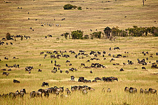 角马,牧群,高草,马赛马拉,肯尼亚