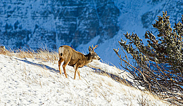 长耳鹿,骡鹿,雄性,站立,山顶,瓦特顿湖国家公园,西南方,艾伯塔省,加拿大