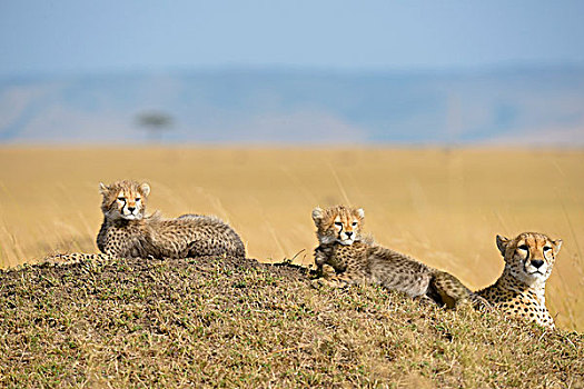 印度豹,猎豹,幼兽,蚁丘,草地,马赛马拉,肯尼亚,非洲