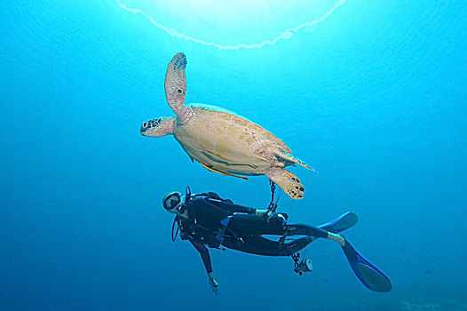 潜水,看,绿海龟,保和省,海洋,菲律宾,东南亚,亚洲