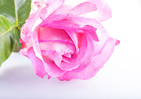 漂亮,粉红玫瑰,上方,白色