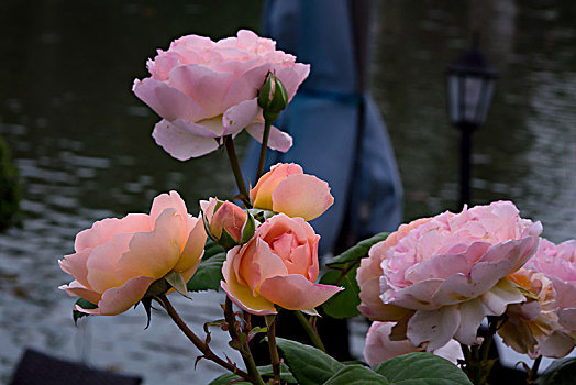 唯美月季花,美轮美奂月季花