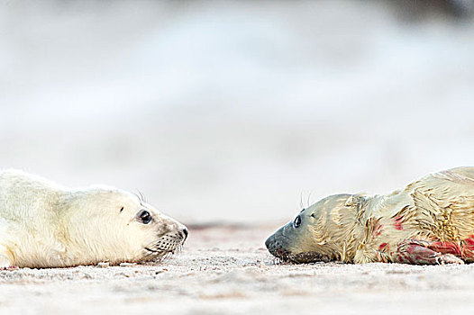 灰海豹,幼仔,一个,几个,白天,老,诞生,石荷州,德国,欧洲