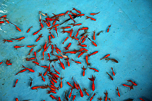 许多,红色,鱼,蓝色,游泳池