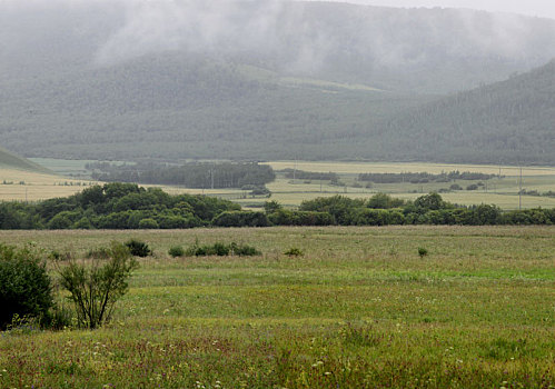 山峦与野生植物