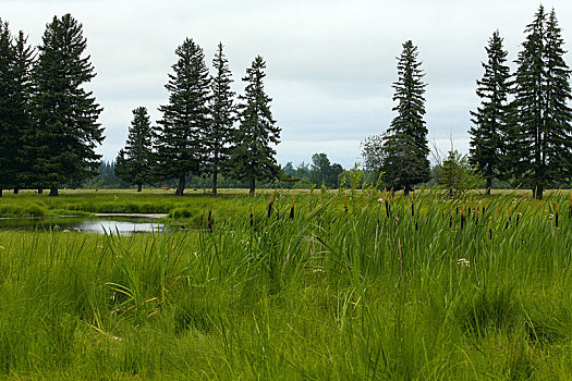 植被,水,湿地,西伯利亚