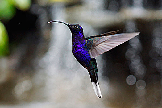 紫色,飞,哥斯达黎加