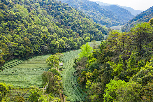 杭州西湖龙井茶产地梅家坞