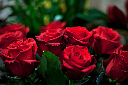 花瓶,红玫瑰