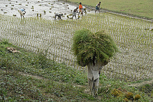 农民,种植,稻田,稻米,达卡,孟加拉,二月,2008年
