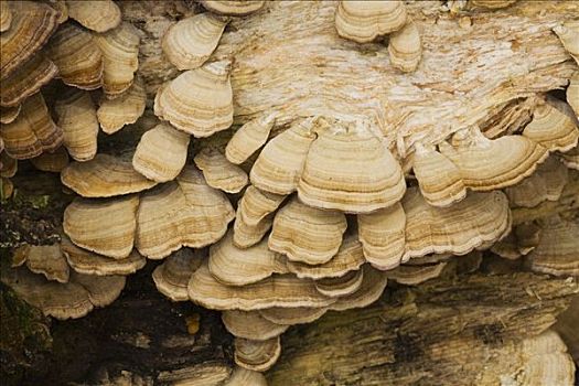 菌类,阿尔冈金省立公园,安大略省,加拿大