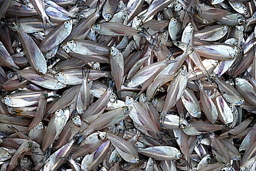小,鱼,蛋白质,营养,孟加拉,十一月,2008年