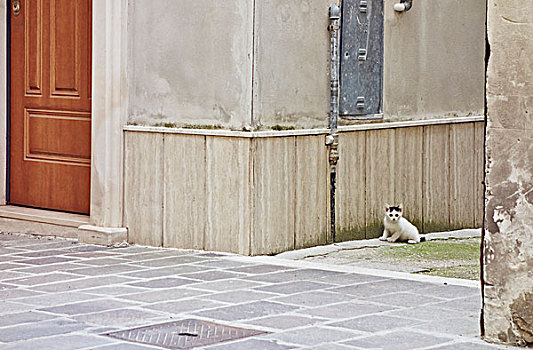 头像,猫,坐,街道,意大利