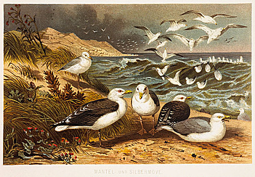 银,海鸥,1898年