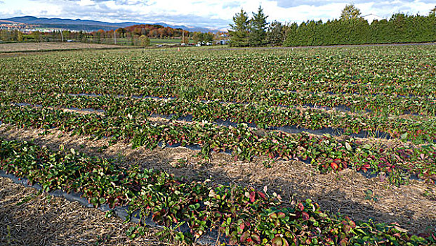 农业,农场,草莓