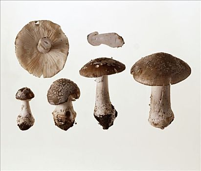 高,伞形毒菌,蘑菇