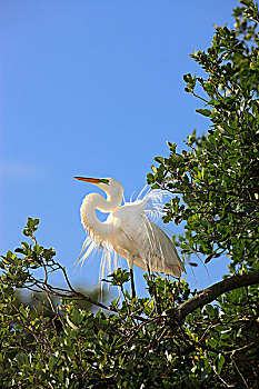 大白鹭,成年,展示,婚羽,栖息,树上,佛罗里达,美国