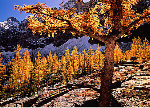落叶松属植物,幽鹤国家公园,不列颠哥伦比亚省,加拿大