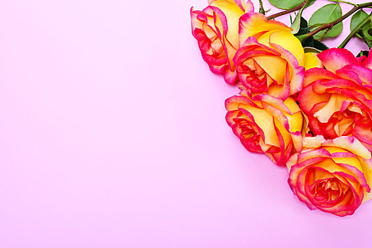 花束,玫瑰,粉色背景