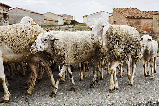 绵羊,特鲁埃尔省,阿拉贡,西班牙