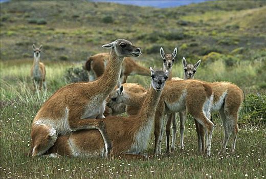 原驼,交配,托雷德裴恩国家公园,巴塔哥尼亚,智利