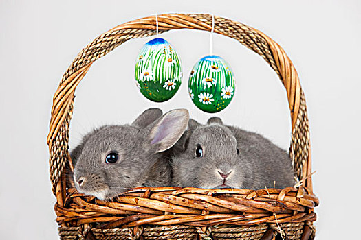 复活节,兔子,蛋,篮子