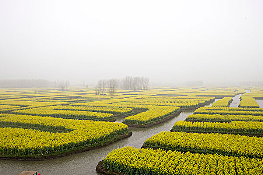 江苏泰州兴化油菜花