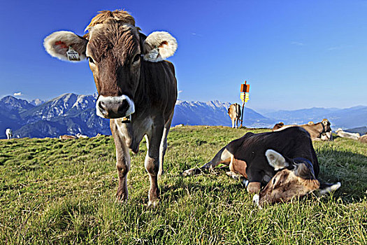 奥地利,提洛尔,阿尔卑斯山,母牛,山