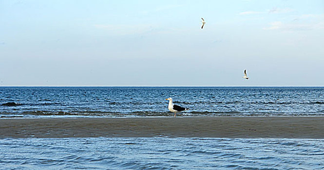 鹤,海滩,水鸟