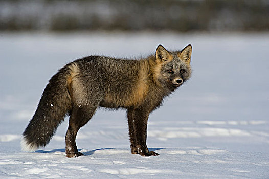 红狐,狐属,狐狸,阿拉斯加