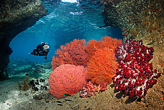 潜水,突破,看,珊瑚,软珊瑚,红色,四王群岛,巴布亚岛,西巴布亚,太平洋,印度尼西亚,亚洲