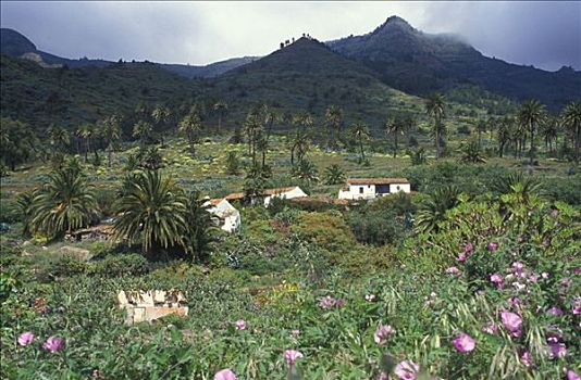 乡村,加纳利群岛,西班牙,欧洲