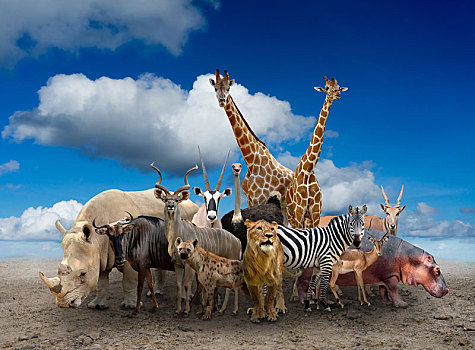 群,非洲,动物