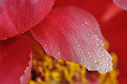 特写,粉色,花,露珠