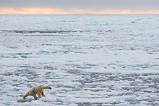 北极熊,雄性,浮冰,斯匹次卑尔根岛,岛屿,斯瓦尔巴群岛,斯瓦尔巴特群岛,挪威,欧洲